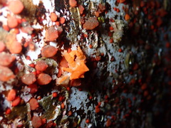 Echidnocerus cibarius