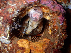 Rhamphocottus richardsonii