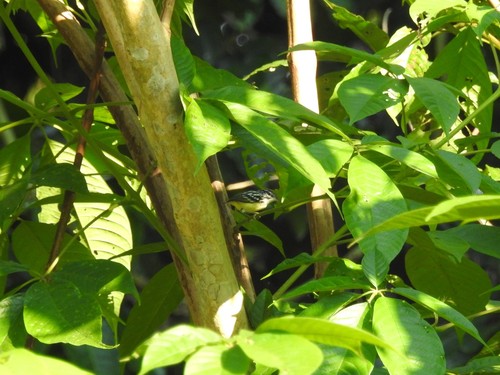Pygmy Antwren (Myrmotherula brachyura), photo 9