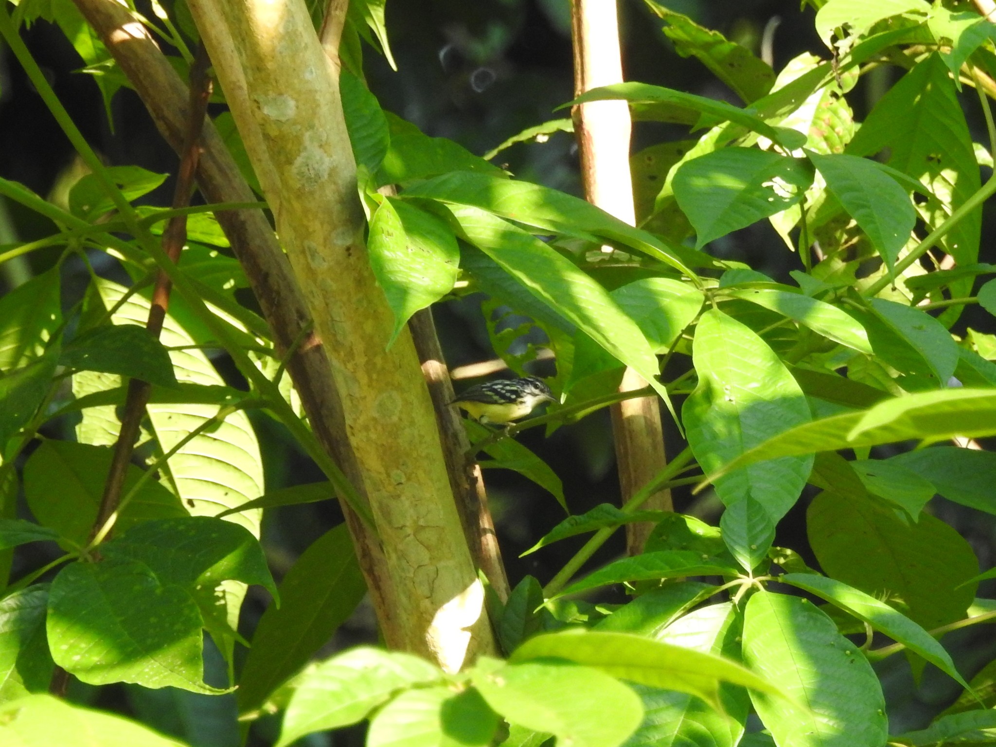 Pygmy Antwren (Myrmotherula brachyura), photo 4