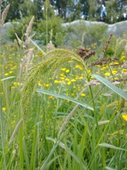 Echinochloa crus-pavonis