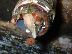 Rhamphocottus richardsonii