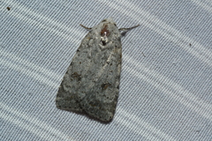 Caradrina multifera