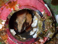 Rhamphocottus richardsonii