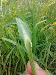 Echinochloa crus-pavonis