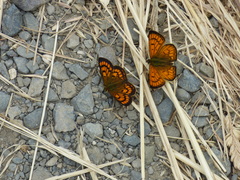 Lycaena salustius