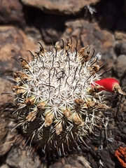 Mammillaria goodridgii