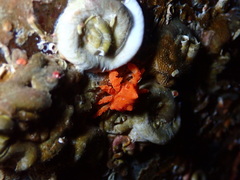 Echidnocerus cibarius