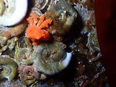 Echidnocerus cibarius