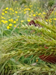 Echinochloa crus-pavonis