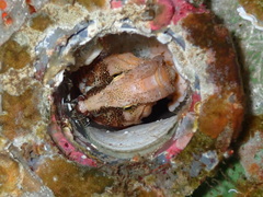 Rhamphocottus richardsonii