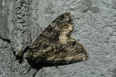 Platypolia mactata