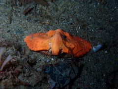 Cryptolithodes typicus