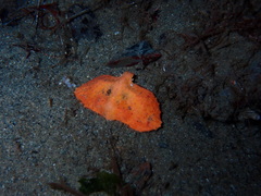 Cryptolithodes typicus