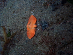 Cryptolithodes typicus