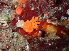 Echidnocerus cibarius