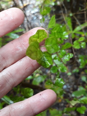 Coprosma areolata