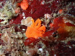 Echidnocerus cibarius