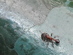 Dilobocondyla fouqueti