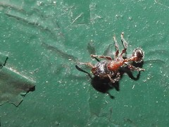 Dilobocondyla fouqueti