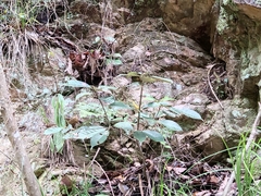 Maesa japonica
