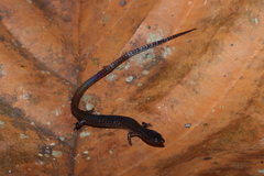 Ecpleopus gaudichaudii