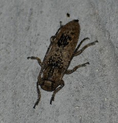 Ataxia crypta