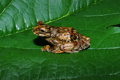 Dendropsophus seniculus