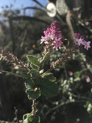 Aloysia scorodonioides