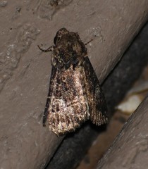 Condica albigera