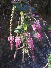 Aloysia scorodonioides