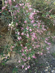 Aloysia scorodonioides