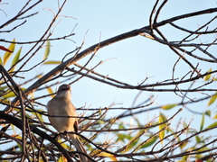Mimus polyglottos