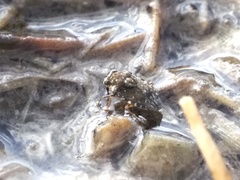 Ochterus
