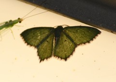 Chloropteryx nordicaria