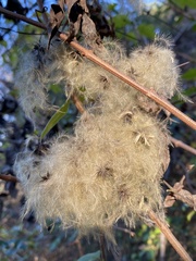 Clematis catesbyana