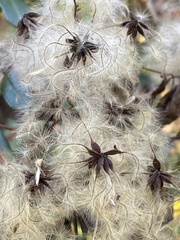 Clematis catesbyana