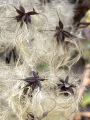 Clematis catesbyana