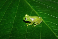 Vitreorana eurygnatha