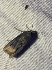 Agrotis ipsilon