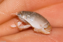 Emerita brasiliensis