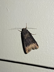 Agrotis ipsilon