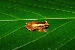 Dendropsophus haddadi