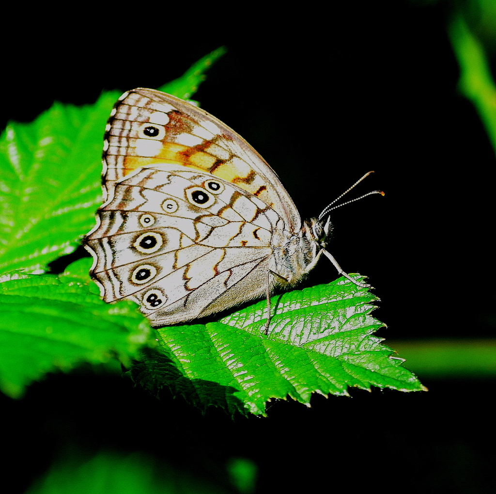 Lattice Brown
