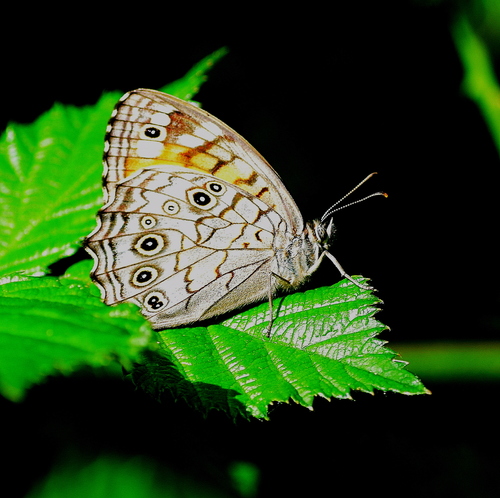 Lattice Brown
