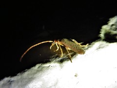 Sparedrus aspersus