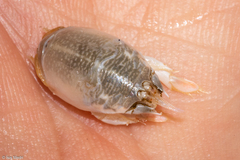 Emerita brasiliensis
