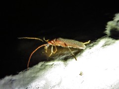 Sparedrus aspersus