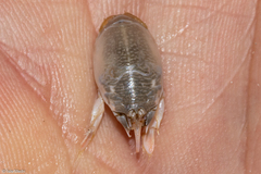Emerita brasiliensis