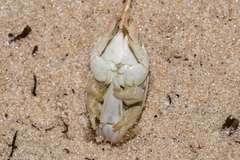 Emerita brasiliensis